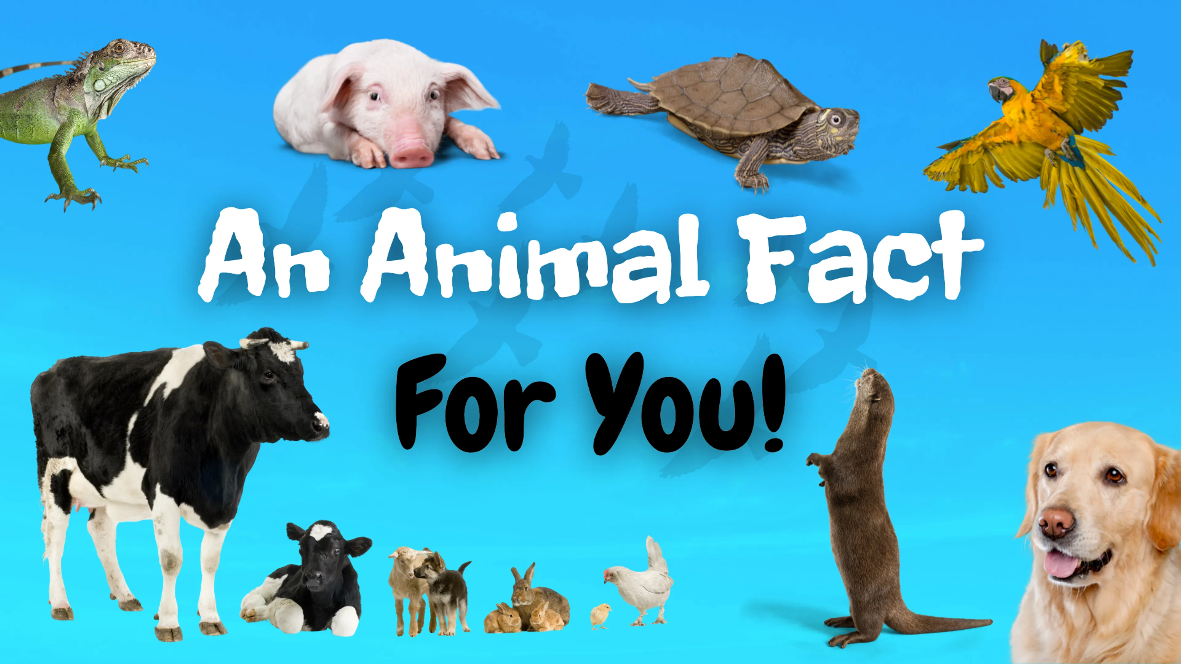 An Animal Fact for You! poster